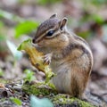 Closeup of a cute chipmunk perched atop a log in a forest eating the leftovers of an apple Royalty Free Stock Photo