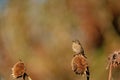 Closeup of a cute Common Stonechat bird perched on flowers seeds with blurred background Royalty Free Stock Photo