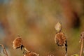 Closeup of a cute Common Stonechat bird perched on flowers seeds with blurred background Royalty Free Stock Photo