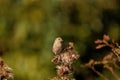 Closeup of a cute Common Stonechat bird perched on flowers seeds with blurred background Royalty Free Stock Photo