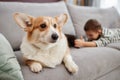 Closeup cute corgi sitting on sofa at home with little boy using tablet Royalty Free Stock Photo