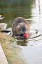 A closeup of a cute coypu eating a small red apple in the water