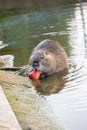 A closeup of a cute coypu eating a small red apple in the water