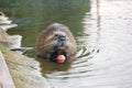 A closeup of a cute coypu eating a small red apple in the water