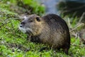 Closeup of a cute coypu standing on a patch of wet grass outdoors