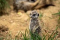 Closeup of a cute dirty baby meerkat in a zoo