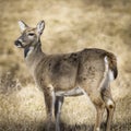 Closeup of a cute doe deer grazing in winter grasslands Royalty Free Stock Photo