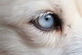 Closeup of a cute dog eye and face. ai generated Royalty Free Stock Photo