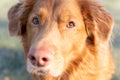 Closeup of cute dog looking in to camera. Breed is Novascotia ducktolling retriever. Royalty Free Stock Photo