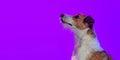 Closeup. Cute dog, short-haired Jack russell terrier posing isolated on purple background in neon light. Concept of Royalty Free Stock Photo