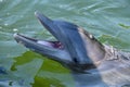 Closeup of a cute dolphin swimming during the daytime Royalty Free Stock Photo