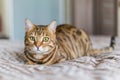 Closeup of a cute domestic Bengal cat lying on a bed with a blurry background Royalty Free Stock Photo