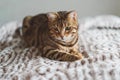 Closeup of a cute domestic Bengal cat lying on a bed with a blurry background Royalty Free Stock Photo