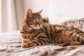 Closeup of a cute domestic Bengal cat lying on a bed with a blurry background Royalty Free Stock Photo
