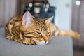 Closeup of a cute domestic Bengal cat sleeping on a sofa with a blurry background Royalty Free Stock Photo