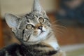 Closeup of a cute domesticated tabby cat with a blurry background