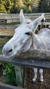 Closeup of a cute donkey in the stable Royalty Free Stock Photo
