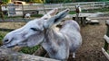 Closeup of a cute donkey in the stable Royalty Free Stock Photo