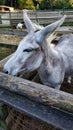 Closeup of a cute donkey in the stable Royalty Free Stock Photo