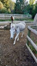 Closeup of a cute donkey in the stable Royalty Free Stock Photo