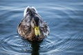 Closeup of a cute duck on a calm reflective water