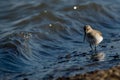 Closeup of a cute Dunlin in a water with small wave