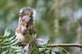Closeup of a cute Eastern gray squirrel on a branch in a forest Royalty Free Stock Photo