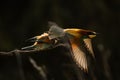 Closeup of cute European bee-eater birds in flight isolated on a blurred background Royalty Free Stock Photo