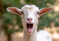 Closeup of a cute and expressive goat Royalty Free Stock Photo