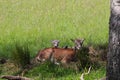 Closeup of a cute female sika deer with its fawn lying on grass, Cervus Nippon Royalty Free Stock Photo