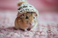 closeup cute fluffy domestic hamster in a warm knitted hat on a soft pink background