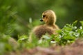 Fluffy Greylag gosling in green grass