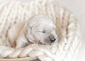 Closeup of cute fluffy newborn golden retriever puppy sleeping Royalty Free Stock Photo