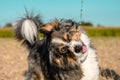 Australian shepherd dog (Canis lupus familiaris) drinking water drops from the air in the park Royalty Free Stock Photo