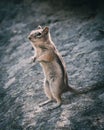 Closeup of a cute furry Colorado chipmunk in the natural habitat, a vertical shot