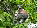 Closeup of a cute furry lemur, Lemuroidea primate through the green foliage that has climbed a tree