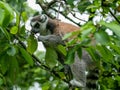 Closeup of a cute furry lemur, Lemuroidea primate trying to bite a tree foliage while on the tree