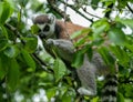 Closeup of a cute furry lemur, Lemuroidea primate trying to bite a tree foliage while on the tree