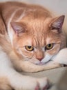 Closeup of the cute ginger British Shorthair cat lying on its forelegs Royalty Free Stock Photo