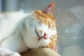 Closeup of a cute ginger and white cat sleeping in a bed Royalty Free Stock Photo