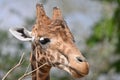 Closeup of a cute giraffe head in a field