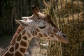 Closeup of a cute giraffe resting outside in the zoo of Osnabruck Royalty Free Stock Photo