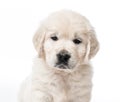 Closeup of golden retriever puppy isolated Royalty Free Stock Photo