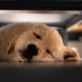 Closeup of a cute golden retriever puppy sleeping on the floor. Royalty Free Stock Photo
