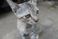 cute gray cat close up