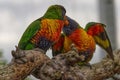 Closeup of cute green-naped lorikeet parrots resting on a tree branch Royalty Free Stock Photo