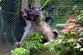 Closeup of Cute Grey Puppy in the garden cage