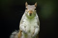 Closeup of cute grey squirrel Royalty Free Stock Photo