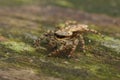 Closeup on a cute, hairy Fencepost jumping spider,Marpissa muscosa