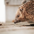 Closeup of a cute hedgehogs face while walking on the ground with blurred background